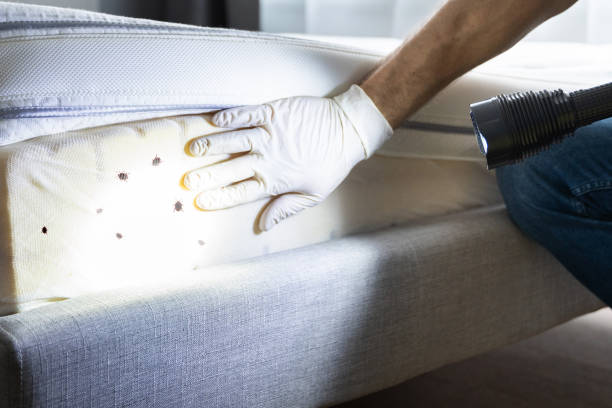 Wasp Removal Services in Manasota Key, FL