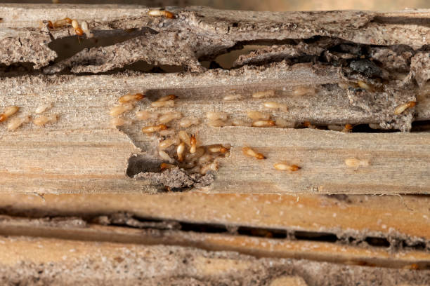 Best Affordable Pest Control Services  in Manasota Key, FL