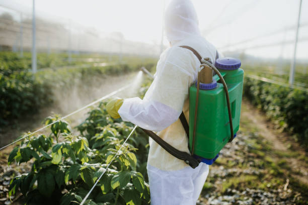 Best Wasp Removal Services  in Manasota Key, FL